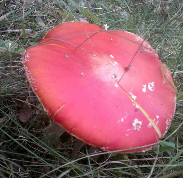 muchotrávka červená v tráve na jeseň