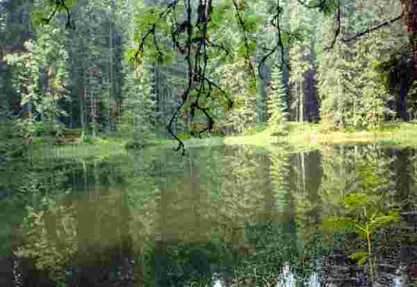rybník v lese, Roháče